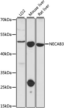Western blot - NECAB3 Polyclonal Antibody 