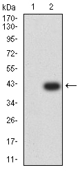 Fig2: Western blot analysis of IGLC2 on HEK293 (1) and IGLC2-hIgGFc transfected HEK293 (2) cell lysate using anti-IGLC2 antibody at 1/1,000 dilution.