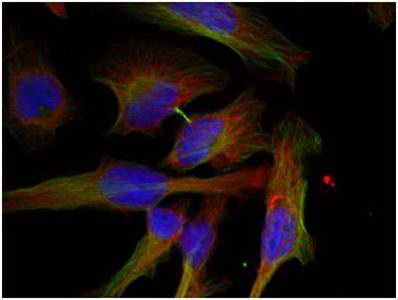 Immunofluorescence staining of methanol-fixed Hela cells showing cytoplasmic staining using GSK3u03b2 (Phospho-Ser9) Antibody .