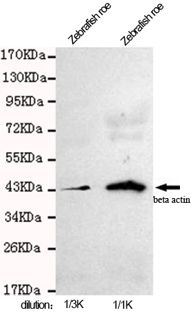 Western blot detection of beta actin in zebrafish roe cell lysates using beta actin mouse mAb (1:1000-1:3000 diluted).Predicted band size:45KDa.Observed band size:45KDa.