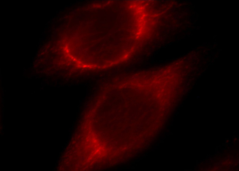 Immunofluorescent analysis of Hela cells, using CHST13 antibody Catalog No:109294 at 1:25 dilution and Rhodamine-labeled goat anti-rabbit IgG (red).