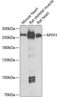 Western blot - MYH1 Polyclonal Antibody 