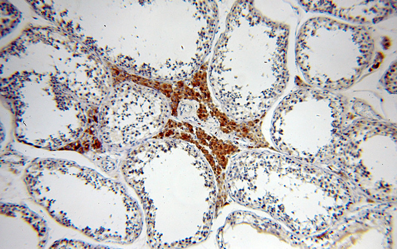Immunohistochemical of paraffin-embedded human testis using Catalog No:109936(DIABLO antibody) at dilution of 1:50 (under 10x lens)