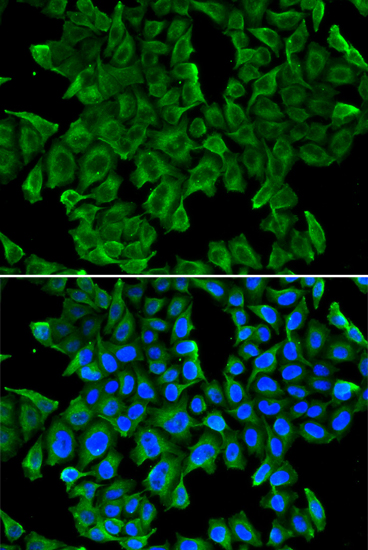 Immunofluorescence - REG3G Polyclonal Antibody 