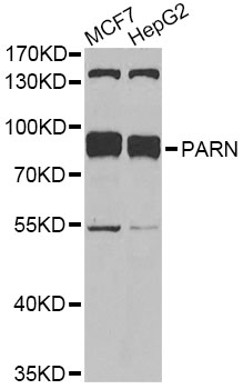 Western blot - PARN Polyclonal Antibody 