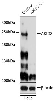 Western blot - ARID2 Polyclonal Antibody 