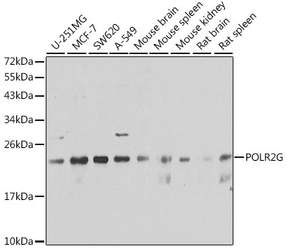 Western blot - POLR2G Polyclonal Antibody 