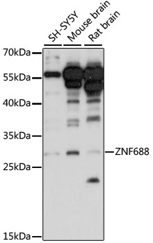 Western blot - ZNF688 Polyclonal Antibody 