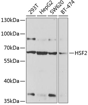 Western blot - HSF2 Polyclonal Antibody 