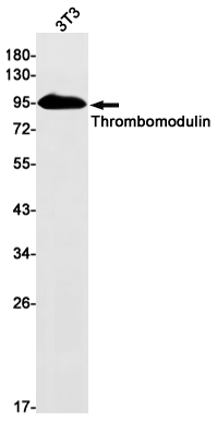 Western blot detection of Thrombomodulin in 3T3 cell lysates using Thrombomodulin Rabbit mAb(1:1000 diluted).Predicted band size:62kDa.Observed band size:95kDa.