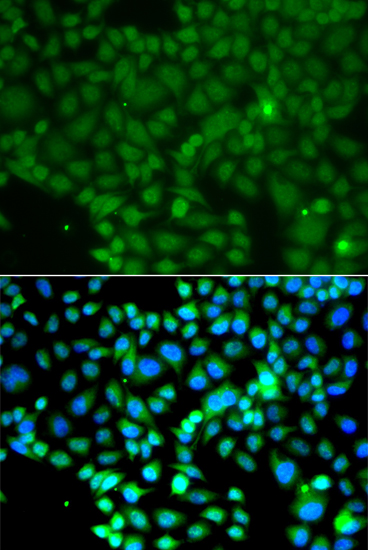 Immunofluorescence - FRK Polyclonal Antibody 