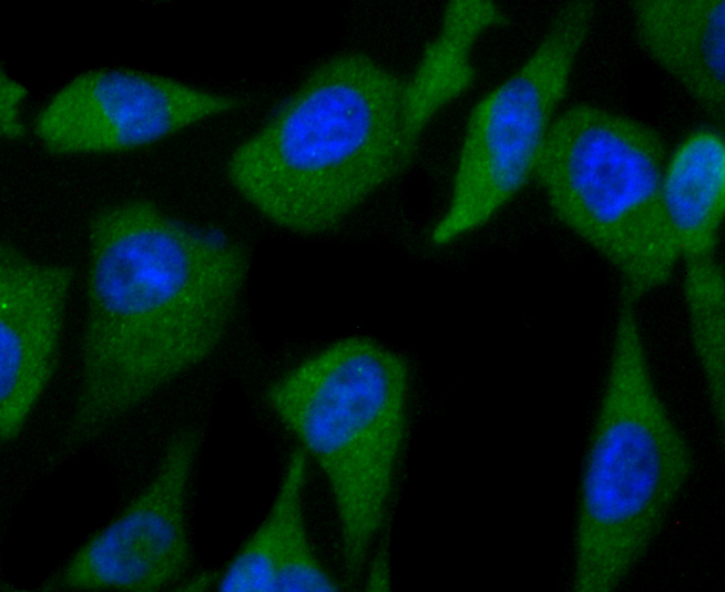Fig3: ICC staining C12orf51 (green) in PC-3M cells. The nuclear counter stain is DAPI (blue). Cells were fixed in paraformaldehyde, permeabilised with 0.25% Triton X100/PBS.
