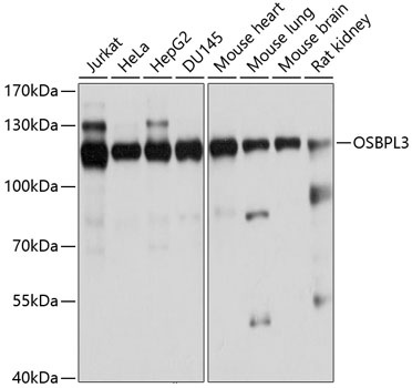 Western blot - OSBPL3 Polyclonal Antibody 