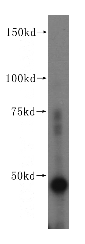 NIH/3T3 cells were subjected to SDS PAGE followed by western blot with Catalog No:110618(FEN1 antibody) at dilution of 1:500