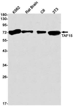 Western blot detection of TAF15 in K562,Rat Brain,C6,3T3 cell lysates using TAF15 Rabbit pAb(1:1000 diluted).Predicted band size:62kDa.Observed band size:77kDa.