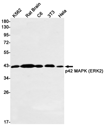 Western blot detection of p42 MAPK (ERK2) in K562,Rat Brain,C6,3T3,Hela cell lysates using p42 MAPK (ERK2) Rabbit mAb(1:1000 diluted).Predicted band size:41kDa.Observed band size:41kDa.