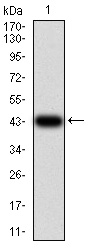 Anti-IL1RAPL1 antibody
