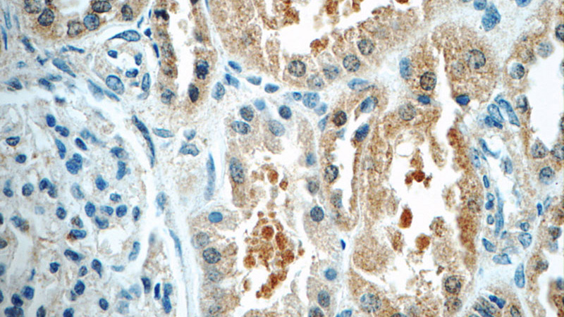 Immunohistochemistry of paraffin-embedded human kidney tissue slide using Catalog No:116164(TOB2 Antibody) at dilution of 1:100 (under 40x lens)