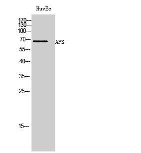 Fig1:; Western Blot analysis of HuvEc cells using APS Polyclonal Antibody
