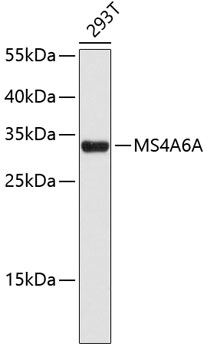 Western blot - MS4A6A Polyclonal Antibody 