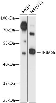 Western blot - TRIM59 Polyclonal Antibody 