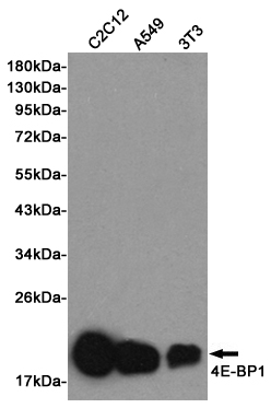 Western blot detection of 4E-BP1 in C2C12, A549 and 3T3 cell lysates using 4E-BP1 Rabbit pAb (1:1000 diluted). Predicted band size: 13KDa. Observed band size:15~20KDa.