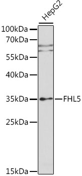 Western blot - FHL5 Polyclonal Antibody 
