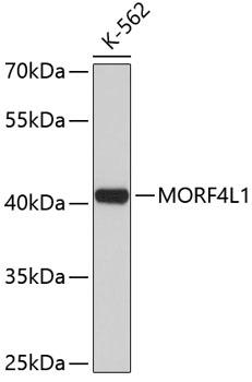 Western blot - MORF4L1 Polyclonal Antibody 