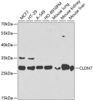 Western blot - CLDN7 Polyclonal Antibody 