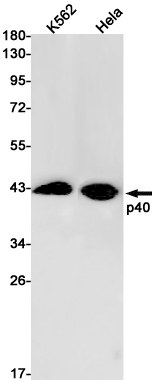 Western blot detection of p40 in K562,Hela cell lysates using p40 Rabbit pAb(1:1000 diluted).Predicted band size:41kDa.Observed band size:40kDa.