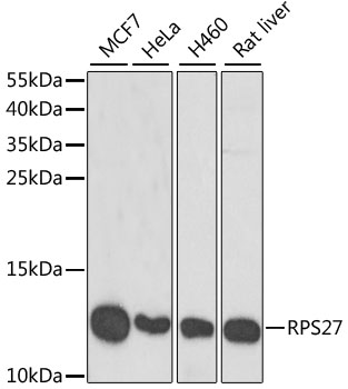 Western blot - RPS27 Polyclonal Antibody 