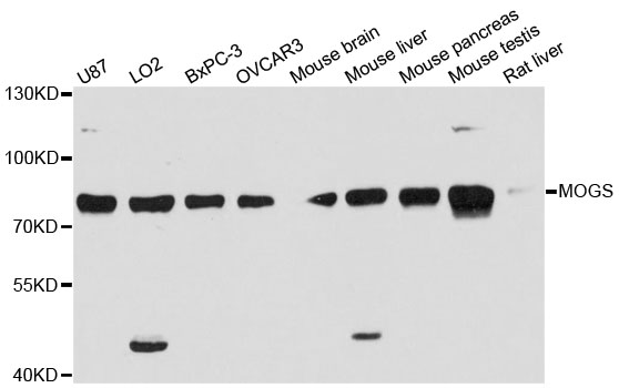 Western blot - MOGS Polyclonal Antibody 