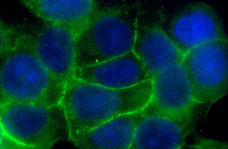 Immunofluorescent analysis of (-20oc Ethanol) fixed MCF-7 cells using Catalog No:107254(EPCAM Antibody) at dilution of 1:100 and Alexa Fluor 488-congugated AffiniPure Goat Anti-Mouse IgG(H+L)
