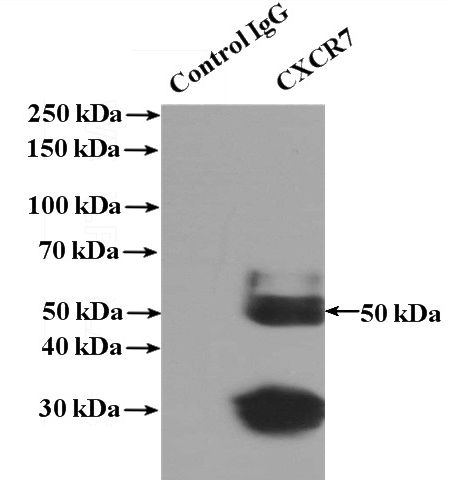 IP Result of anti-CXCR7-Specific (IP:Catalog No:109647, 4ug; Detection:Catalog No:109647 1:500) with K-562 cells lysate 3200ug.