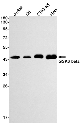 Western blot detection of GSK3 beta in Jurkat,C6,CHO-K1,Hela cell lysates using GSK3 beta Rabbit mAb(1:1000 diluted).Predicted band size:47kDa.Observed band size:47kDa.