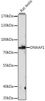 Western blot - DNAAF1 Polyclonal Antibody 