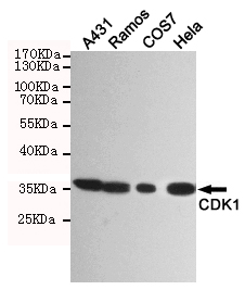 Western blot detection of CDK1 in A431,Ramos,COS7 and Hela cell lysates using CDK1 mouse mAb (1:500 diluted).Predicted band size: 34KDa.Observed band size:34KDa.