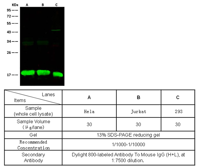 Histone H3 Antibody, Mouse MAb, Western blot