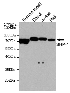 Western blot detection of SHP-1 in Human tonsil,Daudi,Jurkat and Raji cell lysates using SHP-1 mouse mAb (1:1000 diluted).Predicted band size:67KDa.Observed band size:67KDa.