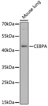 Western blot - CEBPA Polyclonal Antibody 
