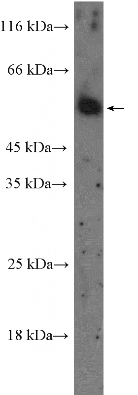mouse brain tissue were subjected to SDS PAGE followed by western blot with Catalog No:111710(HTR2B Antibody) at dilution of 1:600