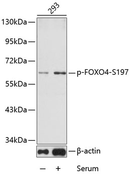 Western blot - Phospho-FOXO4-S197 pAb 