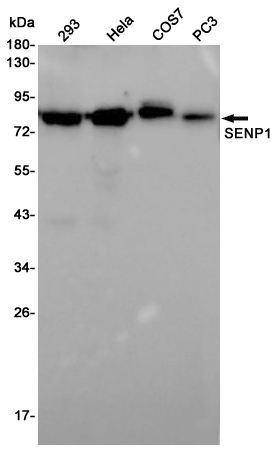 Western blot detection of SENP1 in 293,Hela,COS7,PC3 cell lysates using SENP1 Rabbit pAb(1:1000 diluted).Predicted band size:74KDa.Observed band size:76KDa.