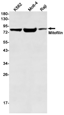 Western blot detection of Mitofilin in K562,Molt-4,Raji cell lysates using Mitofilin Rabbit mAb(1:500 diluted).Predicted band size:84kDa.Observed band size:84kDa.