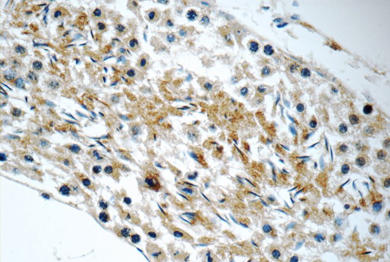 Immunohistochemistry of paraffin-embedded mouse testis tissue slide using Catalog No:110756(FXYD4 Antibody) at dilution of 1:50 (under 40x lens)