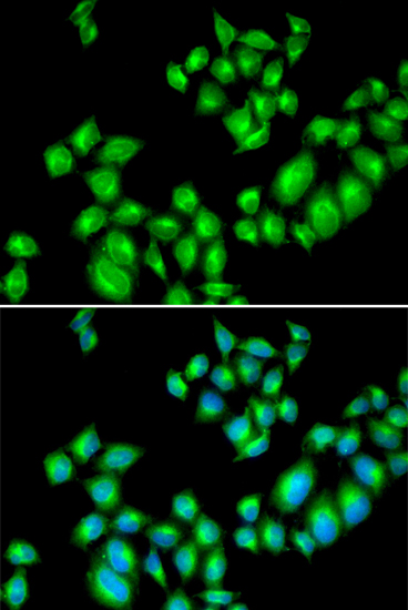 Immunofluorescence - DRD3 Polyclonal Antibody 