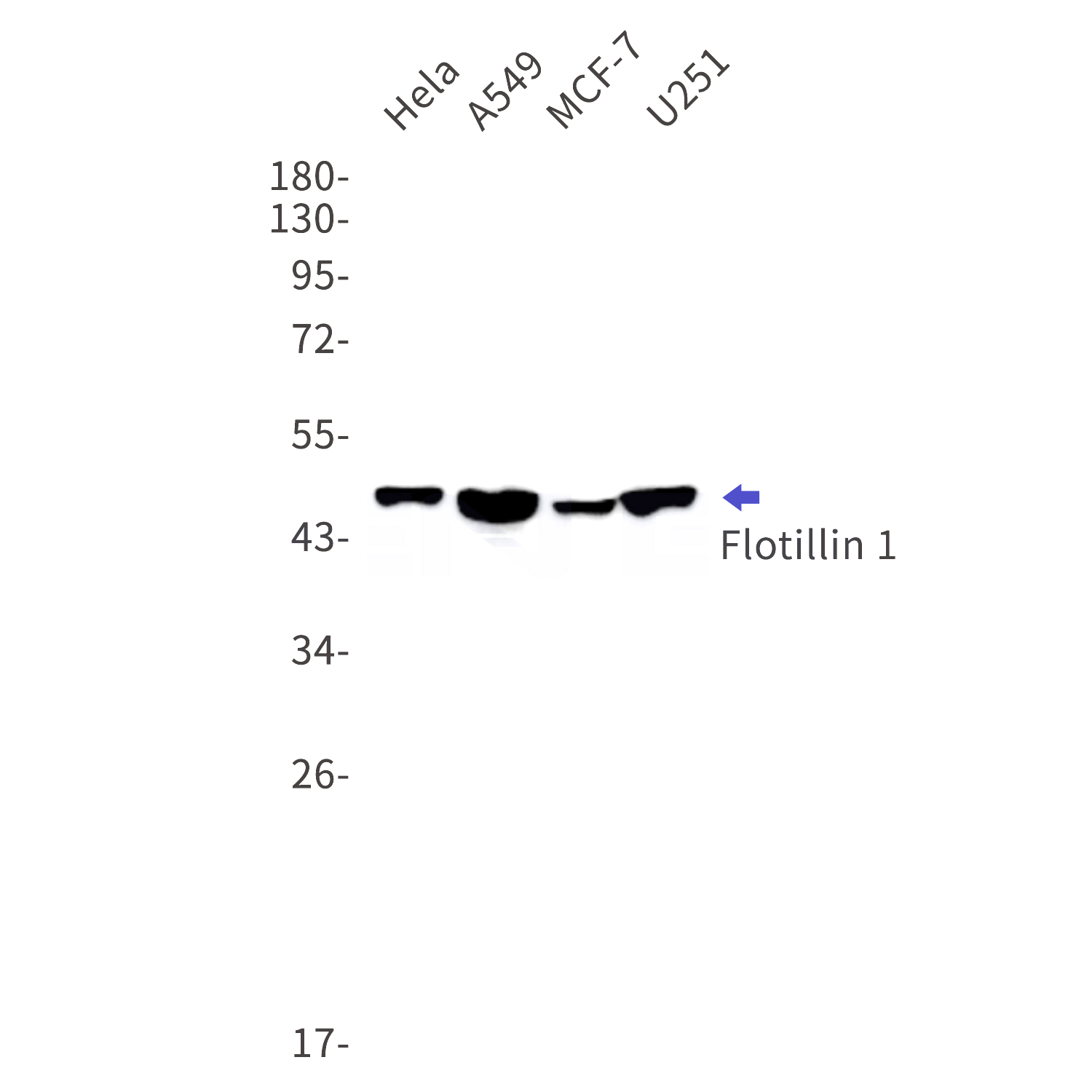 Western blot detection of Flotillin 1 in Hela,A549,MCF-7,U251 cell lysates using Flotillin 1 Rabbit mAb(1:1000 diluted).Predicted band size:47kDa.Observed band size:49kDa.