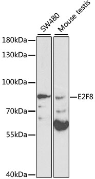 Western blot - E2F8 Polyclonal Antibody 