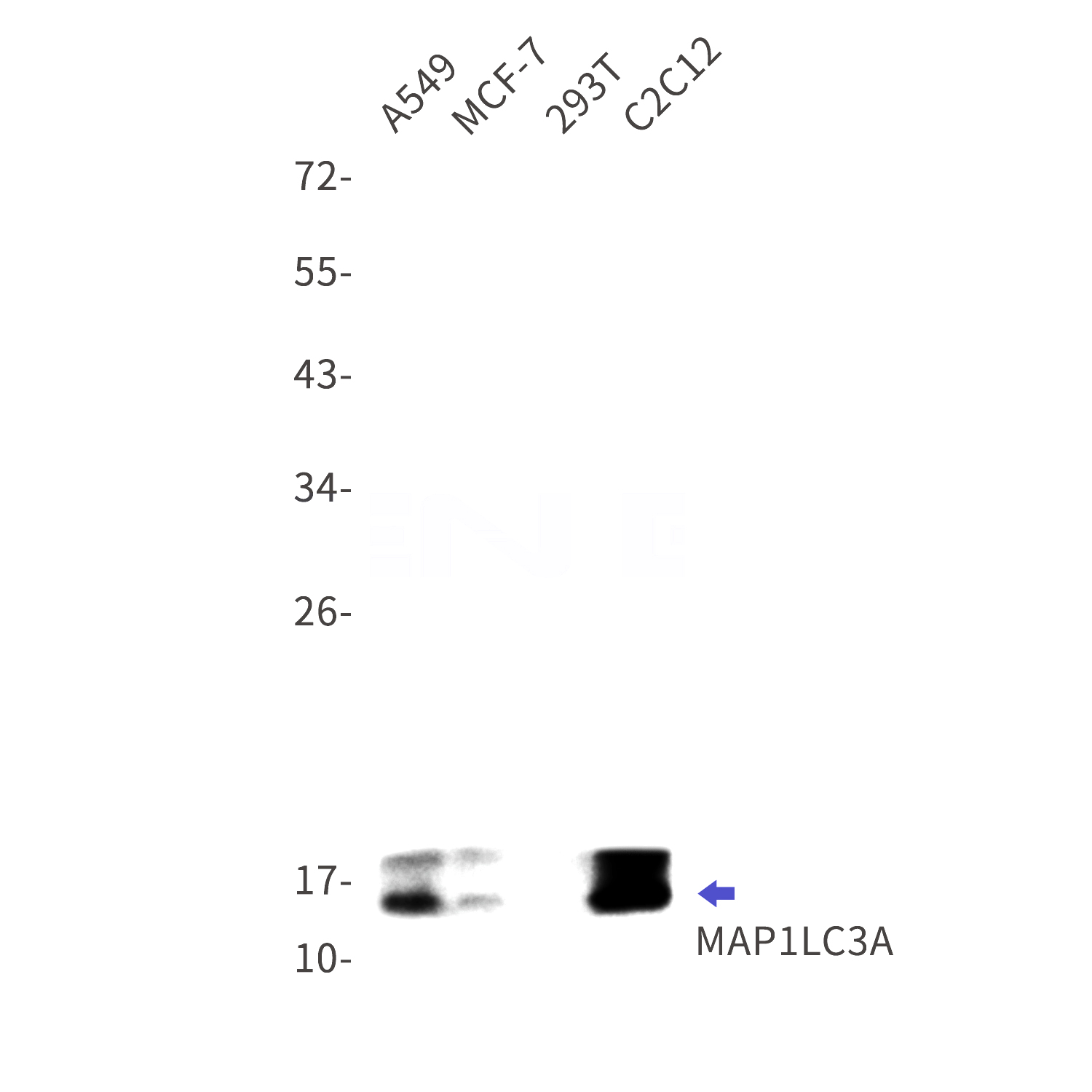 Western blot detection of MAP1LC3A in A549,MCF-7,293T,C2C12 cell lysates using MAP1LC3A Rabbit mAb(1:1000 diluted).Predicted band size:14kDa.Observed band size:16kDa.