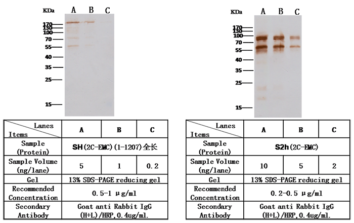 MERS-CoV (HCoV-EMC/2012) Spike Protein S2 Antibody, Rabbit PAb, Antigen Affinity Purified, Western blot